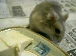 '06 blog 0321.JPG