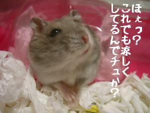 '06 blog 1507.JPG