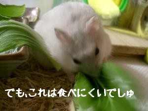 '06 blog 1753.JPG