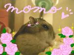 momo2.jpg
