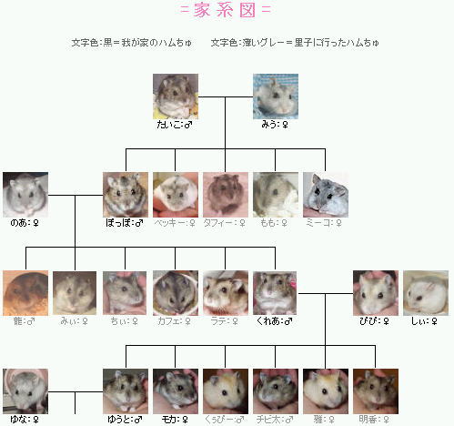 家系図.jpg